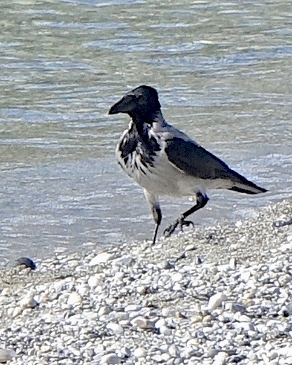 hooded crow